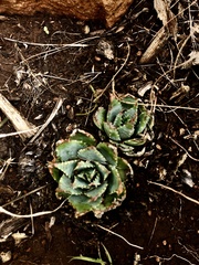 Aloe pratensis