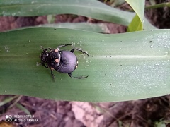 Canthon septemmaculatus