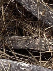 Sceloporus consobrinus