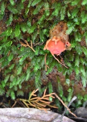 Calostoma cinnabarinum