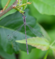 Lestes alacer