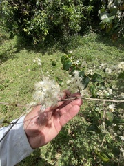 Eugenia biflora