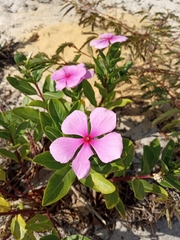 Catharanthus roseus image