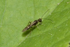 Dendrosoter protuberans