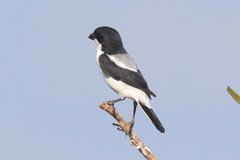 Lanius dorsalis