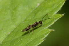 Dendrosoter protuberans