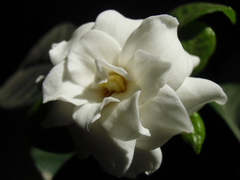 Angiospermae
