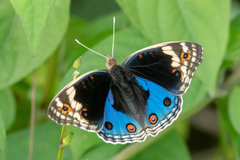 Junonia orithya wallacei