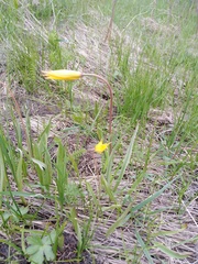Tulipa sylvestris biebersteiniana
