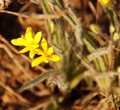 Hypoxis villosa