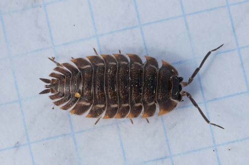 Ratzeburg's Woodlouse, photo 2 of 10