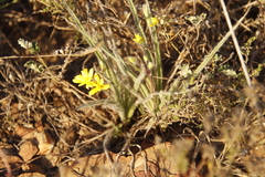 Hypoxis villosa