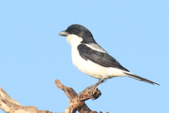 Lanius dorsalis