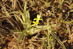 Hypoxis villosa