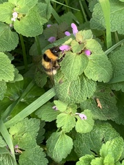Bombus