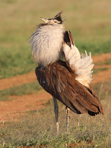 Kori Bustard