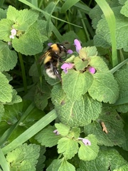 Bombus