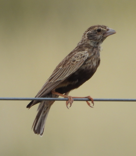 Grey-backed Sparrow-Lark (Eremopterix verticalis), photo 7