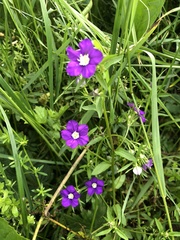 Legousia speculum-veneris