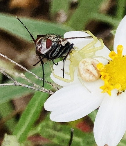 Swift Crab Spider photo 5