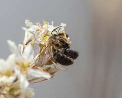 Andrena vicina