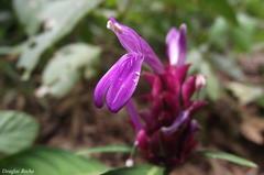 Justicia scheidweileri