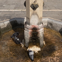 Columba livia domestica