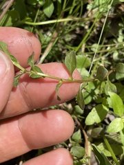 Ludwigia microcarpa