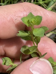 Ludwigia microcarpa