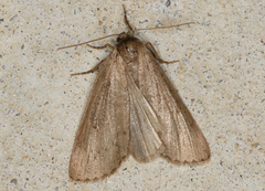 Chlenias belophora