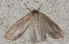Chlenias belophora