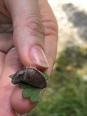 Milacidae