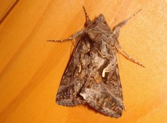 Autographa mandarina