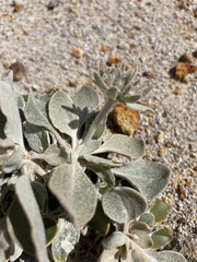 Eriogonum robustum