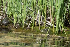 Pelophylax ridibundus