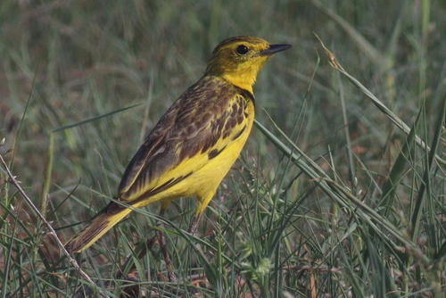 Golden Pipit (Tmetothylacus tenellus), photo 5