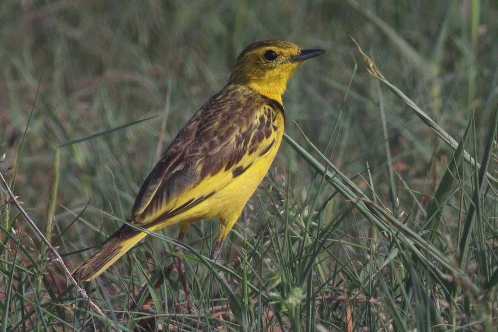 Golden Pipit (Tmetothylacus tenellus), photo 8
