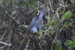 Patagioenas fasciata