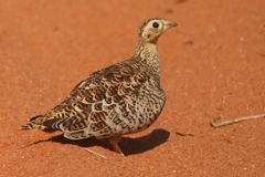 Black-Faced Sandgrouse photo 1