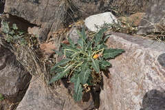 Oenothera brachycarpa