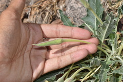 Oenothera brachycarpa