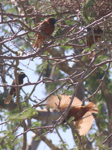 Chestnut Weaver (Ploceus rubiginosus), photo 2