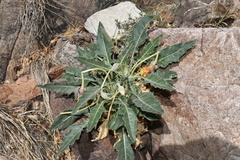 Oenothera brachycarpa