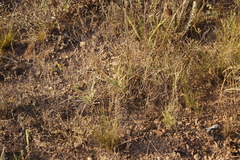 Hypoxis villosa