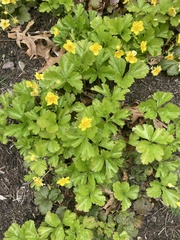 Waldsteinia