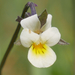Viola arvensis - Photo no hay derechos reservados, subido por Christian Kahle