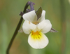 European Field Pansy - Photo no rights reserved, uploaded by Christian Kahle