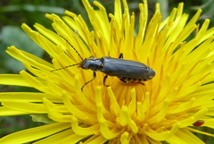 Cantharis tristis