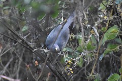 Patagioenas fasciata