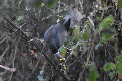 Patagioenas fasciata